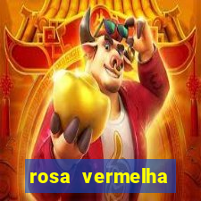 rosa vermelha (letra e cifra)